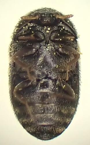 Trogoderma inclusum